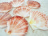 flat scallop seashells